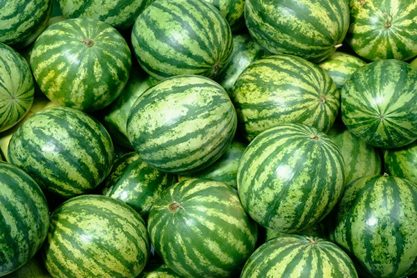 تصویر 4 از قیمت خرید هندوانه گرد خطی با فروش عمده